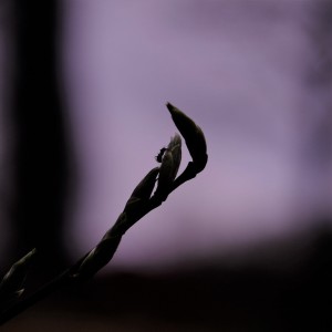 收聽Ole Henrik Fjeld的Ludde歌詞歌曲