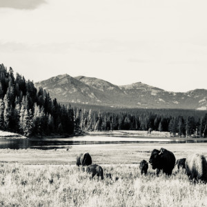 Dengarkan Yellowstone lagu dari Billy Mann dengan lirik