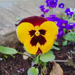 收聽Lupi的hypno歌詞歌曲