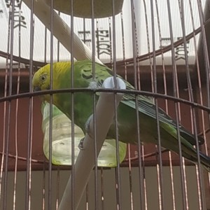 Dengarkan Suara Burung Lovebird Berisik lagu dari abah hafiz78 dengan lirik