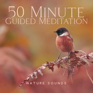 Album 50 Minute Guided Meditation - Nature Sounds, Waterfall, Forest, Refreshing Rain, Birds Noise from Hypnosis Nature Sounds Universe