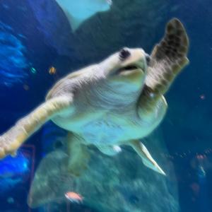 收聽LostSpirit的Memory歌詞歌曲