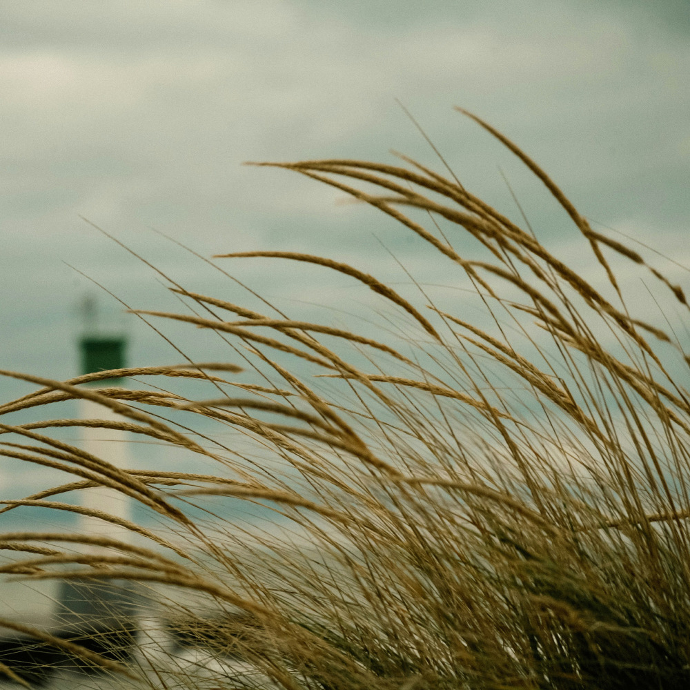 Where the Wind Lingers