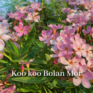 Album Koo Koo Bolan Mor from Kanwar Zorawar Singh