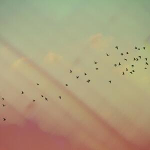 default playlist img