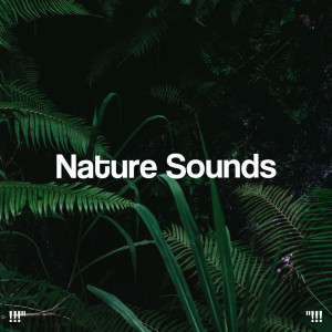 !!!" Nature Sounds "!!!