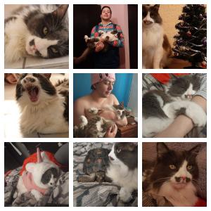 Carlos Daniel Gerardo Vera的專輯la cancion de gatita chei-ry