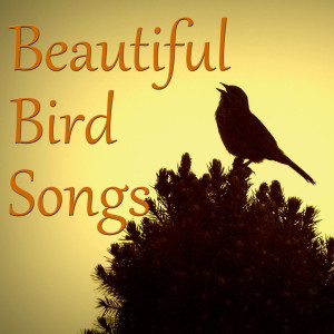 Dengarkan Siskin lagu dari Wildlife dengan lirik