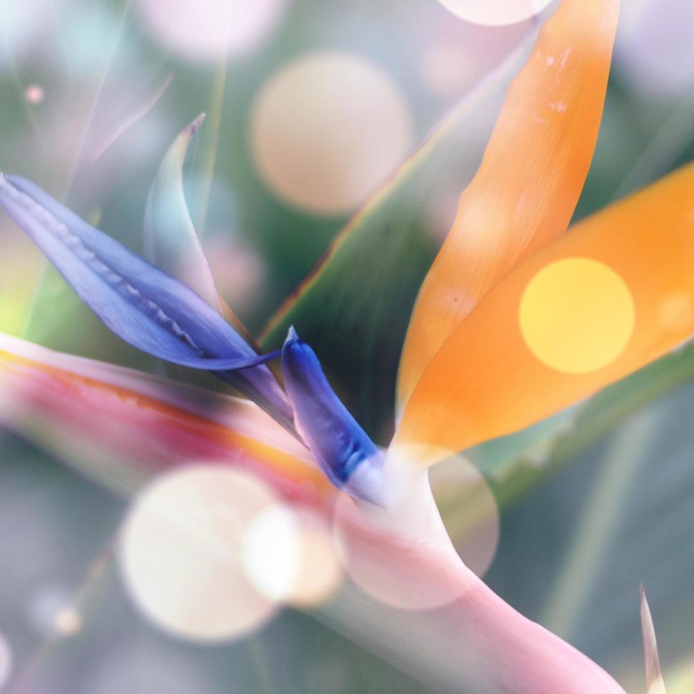 Bird of Paradise