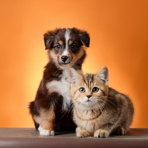 ดาวน์โหลดและฟังเพลง Ladrando Al Ritmo พร้อมเนื้อเพลงจาก Especialistas en Música para Mascotas