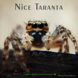 อัลบัม Nice Taranta (feat. Green Thing Proud Auction) ศิลปิน Rudy Pusateri