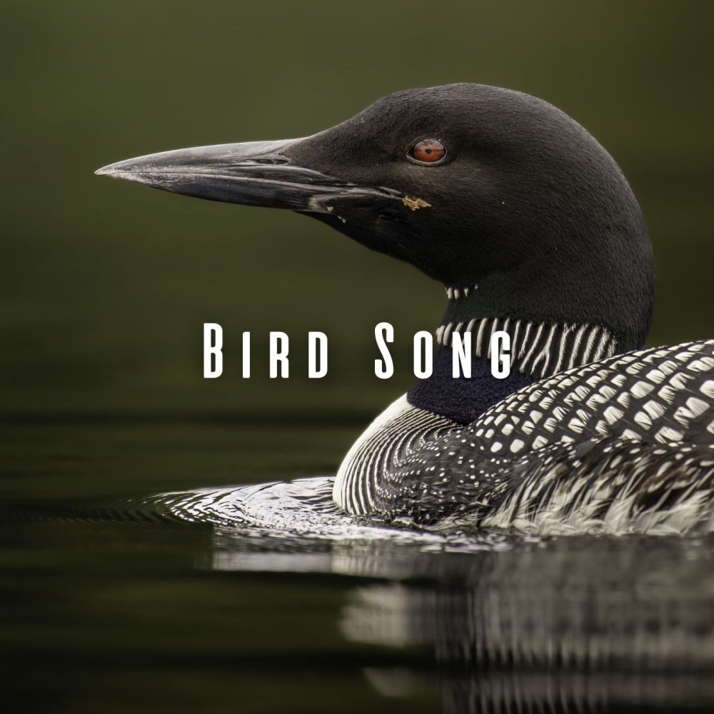 Calming Waters Soundscapes
