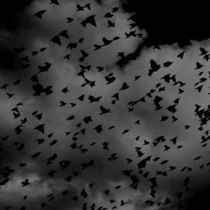 ดาวน์โหลดและฟังเพลง Birds Fly พร้อมเนื้อเพลงจาก Atlanta Prin