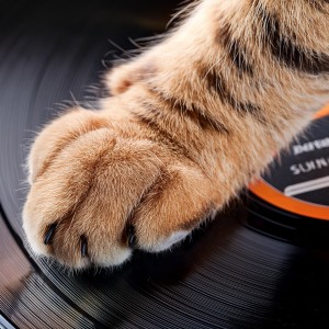 อัลบัม Hip Hop for Pets: Rhythms for Furry Friends ศิลปิน LoFi By Nature