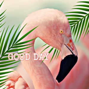 Album Good Day from Flamingos