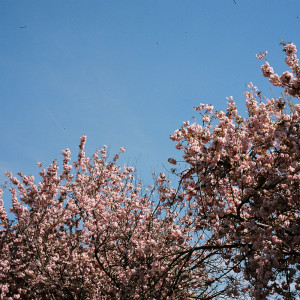 Dengarkan Oro lagu dari Paradis dengan lirik