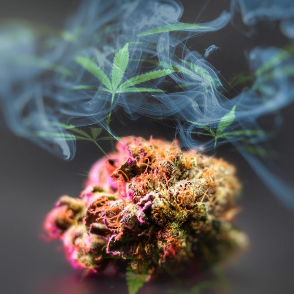 LAST NUG