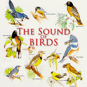 收聽Nature Sounds的Dawn Is Breaking歌詞歌曲