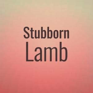 收聽Palee Hary的Stubborn Lamb歌詞歌曲