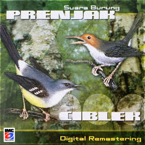Dengarkan Suara Burung Ciblek (Javanese Bar-winged Prinia call song) lagu dari Aneka Burung IMC dengan lirik