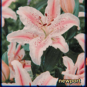 收聽Newport的Garden Lily歌詞歌曲