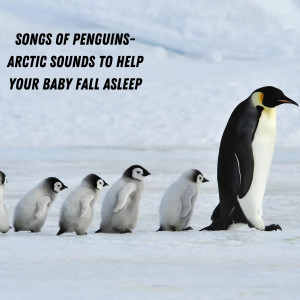 อัลบัม Songs of Penguins- Arctic Sounds to Help Your Baby Fall Asleep ศิลปิน Baby Beethoven