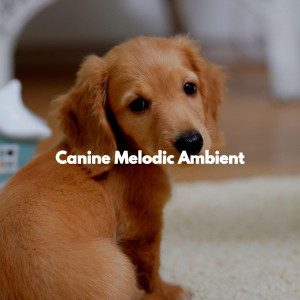 Canine Melodic Ambient