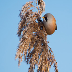 ดาวน์โหลดและฟังเพลง Zen Forest พร้อมเนื้อเพลงจาก Relaxing Music