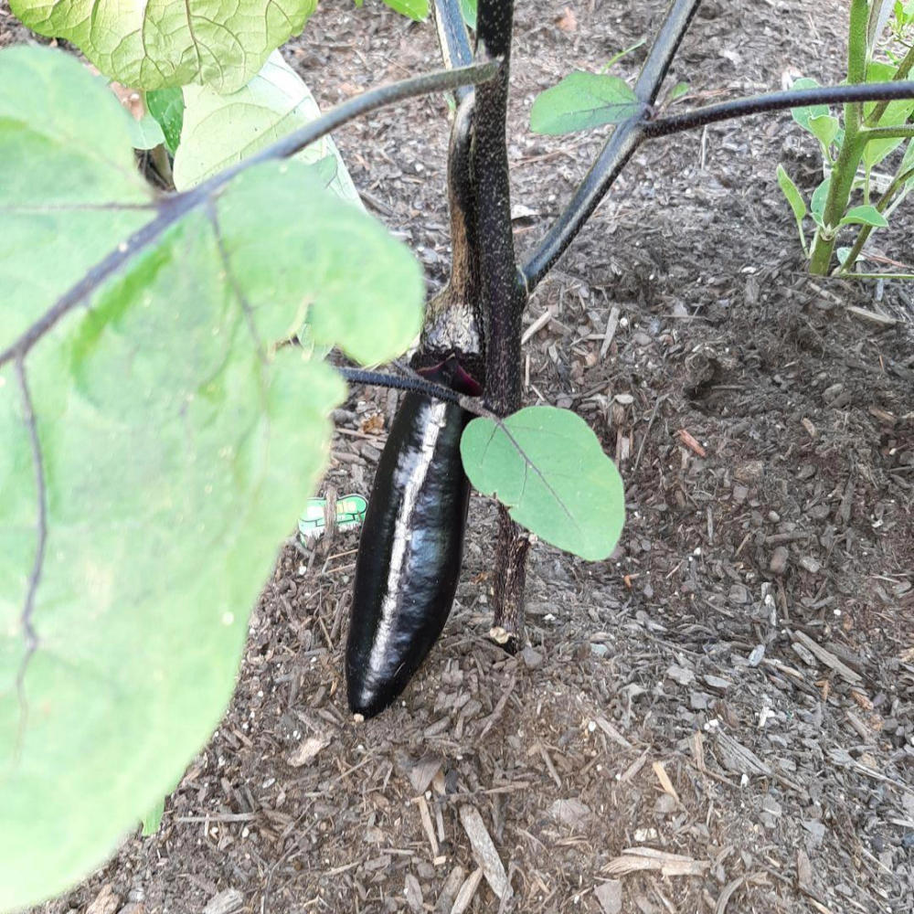 Dance Of The Eggplants