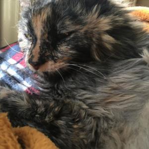 收聽OXx的miss u sammi (feat. prodbycrim) (Explicit)歌詞歌曲