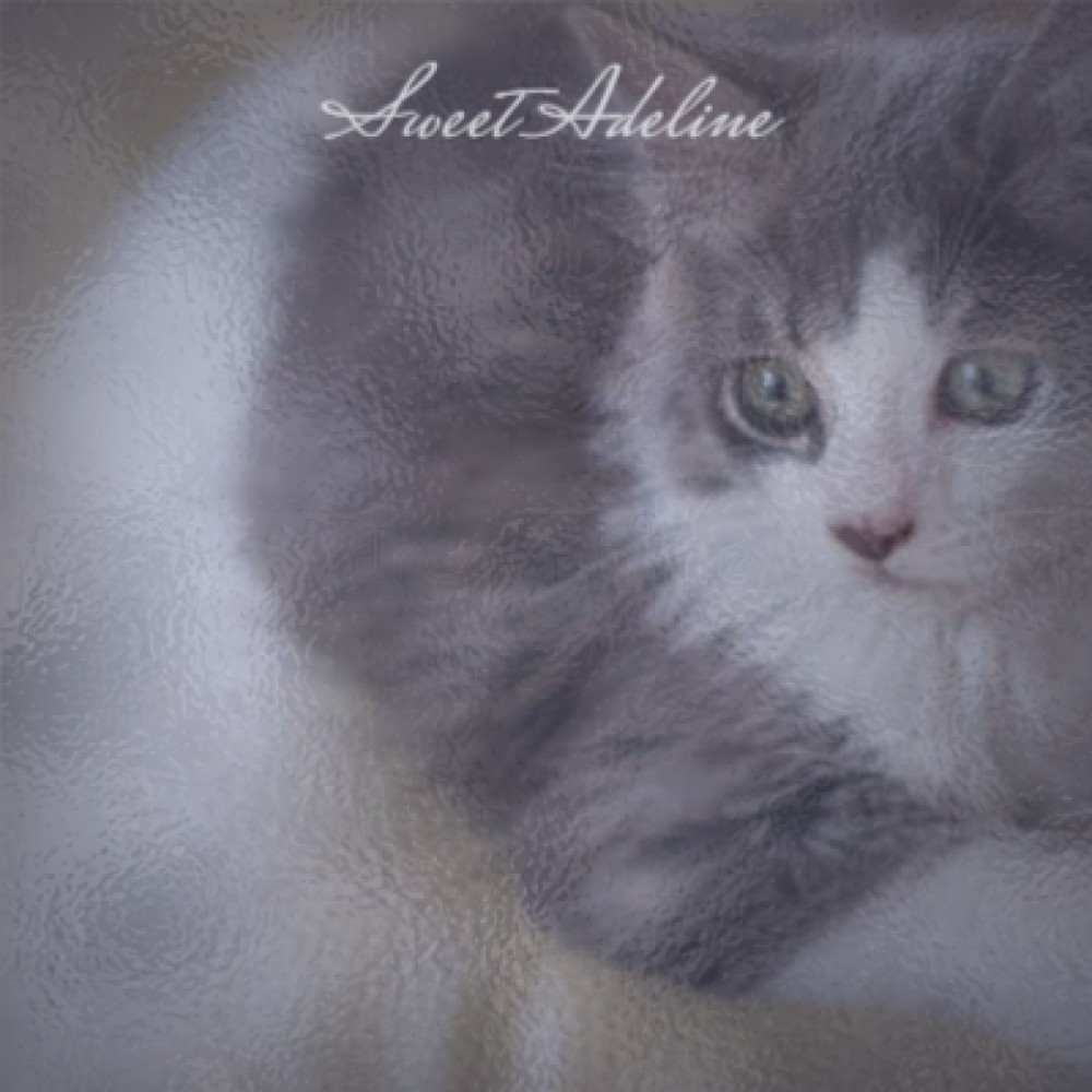 Sweet Adeline