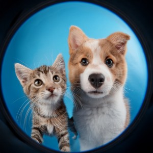 ดาวน์โหลดและฟังเพลง Guitarra Para Siestas Felices พร้อมเนื้อเพลงจาก Música tranquila para perros