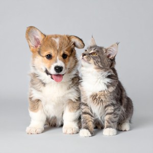 อัลบัม Música Para Almas Peludas ศิลปิน Biblioteca para animales