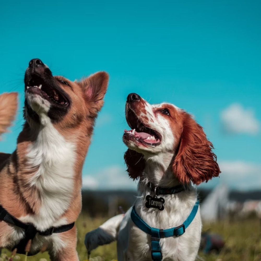 Mellow Woofscape Rhythms