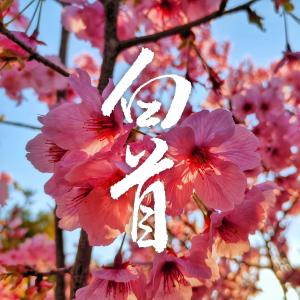 Album Bai Shou oleh 张家诚