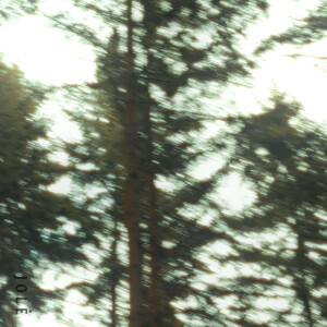 收聽JOLE的Bloom歌詞歌曲