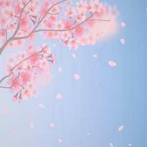 Cherry Blossom dari Hwan