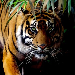 收聽Abub的Harimau Mengaum歌詞歌曲
