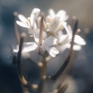 ดาวน์โหลดและฟังเพลง Belle Lumière พร้อมเนื้อเพลงจาก Arbee