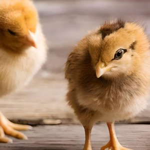 收听Abub的Anak Ayam Memanggil Induknya歌词歌曲