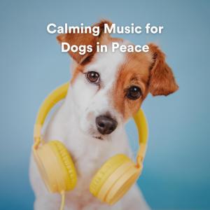 Listen to Calming Music for Dogs in Peace, Pt. 17 song with lyrics from Music For Leaving Dogs Home Alone