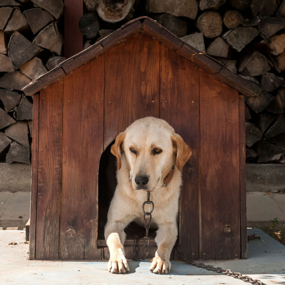 Sonata of a Dog's Love