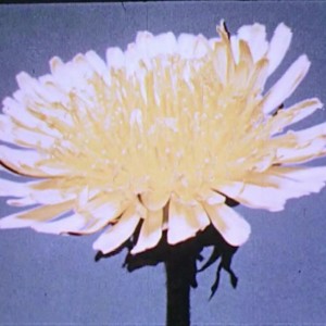 收聽JW Francis的Is That the One歌詞歌曲