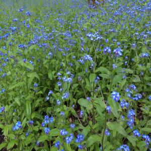 Listen to Wild Mountain Thyme song with lyrics from Faroe Rum