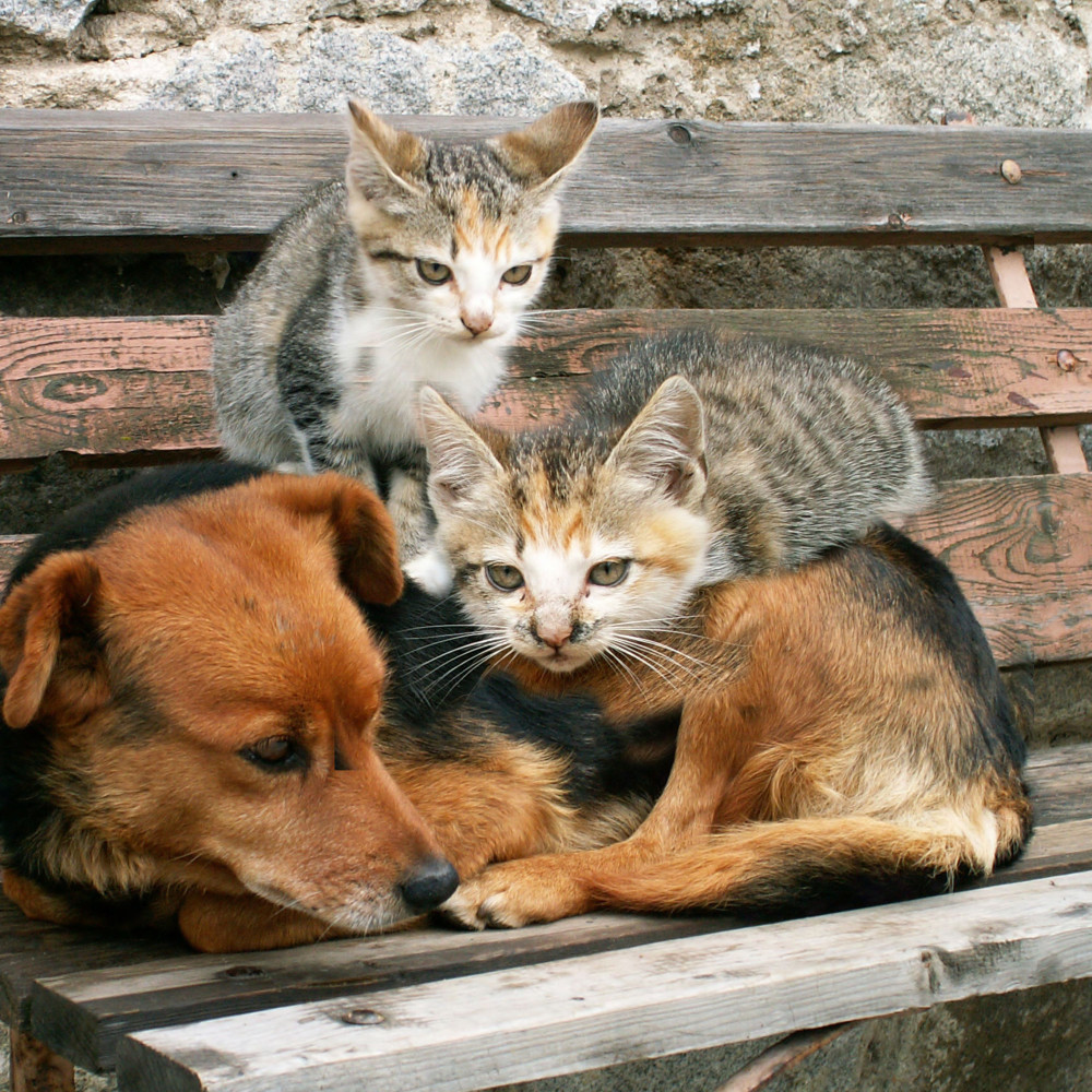 Wagging Tails Reflect Water