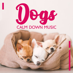 Calm Pets Music Academy的专辑Dogs Calm Down Music (Relaxed Animal)