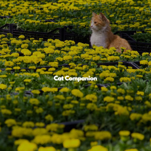 อัลบัม Cat Companion ศิลปิน Restaurant Jazz Deluxe
