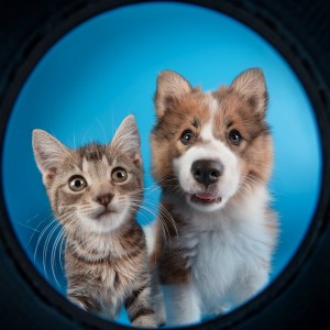 ดาวน์โหลดและฟังเพลง Beats Juguetones Para Amigos Peludos พร้อมเนื้อเพลงจาก Mascotas soñolientas