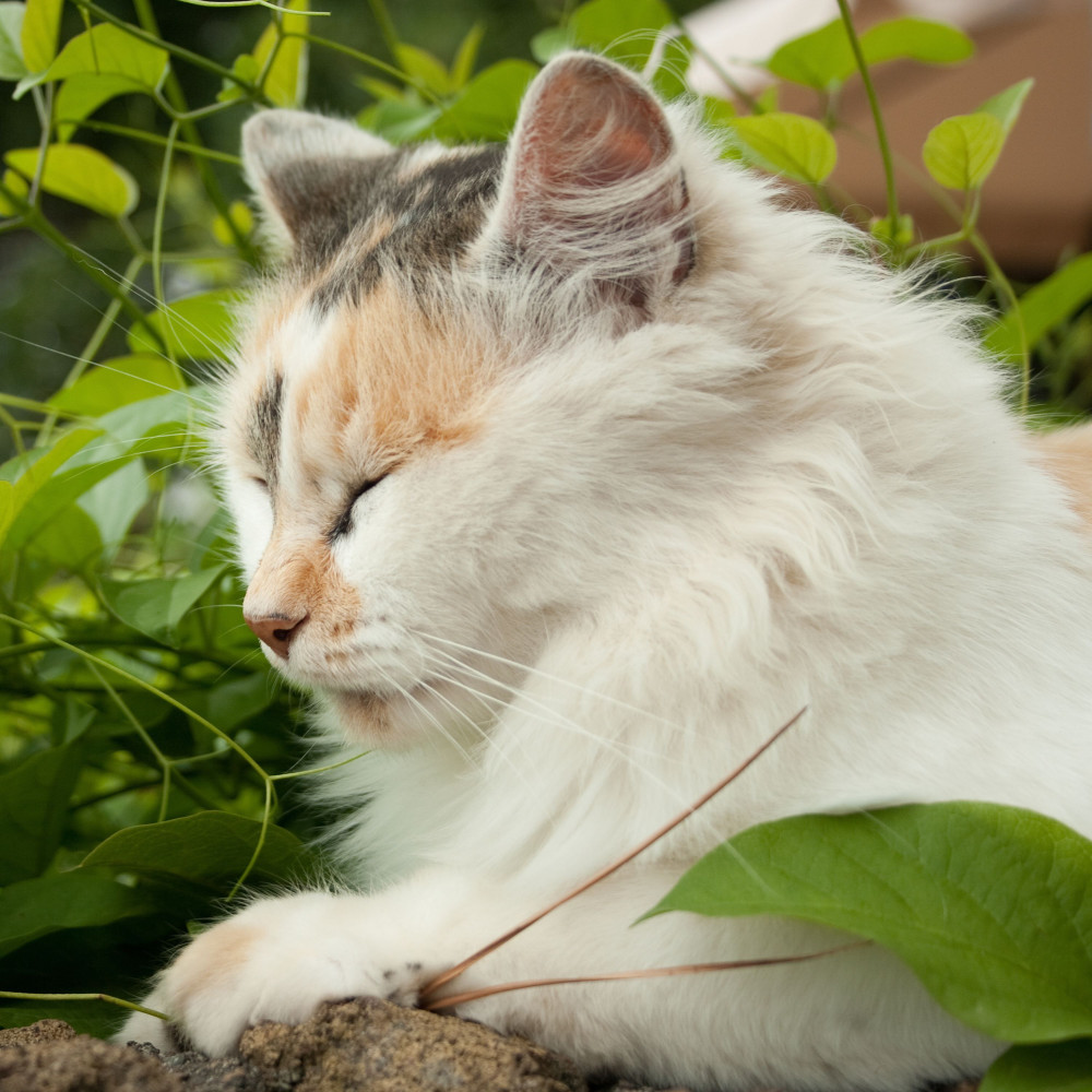 Rain's Harmonic Feline Bliss