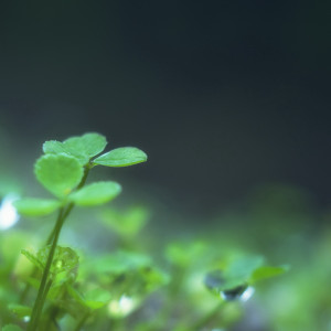 齊海的專輯月光下的雲海